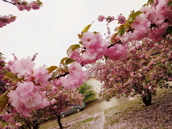 雨樱花？雨樱花？