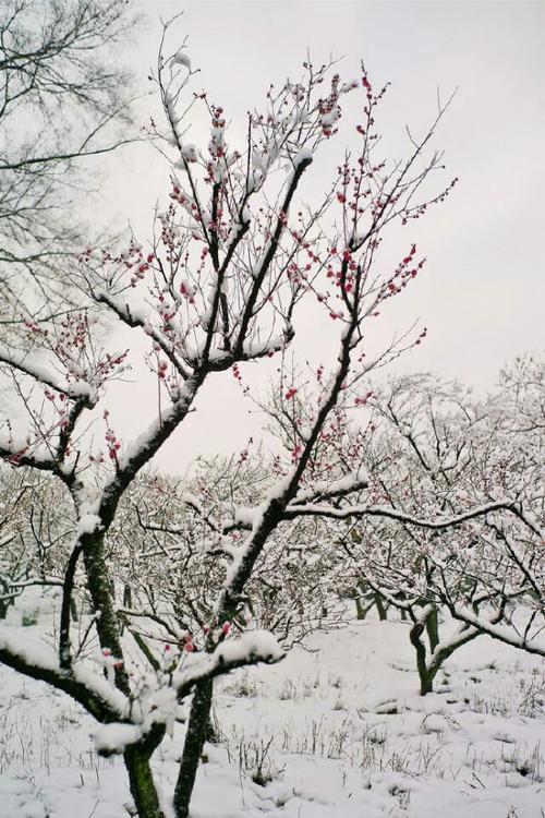 雪花爱上梅花，雪花爱上梅花在线观看？