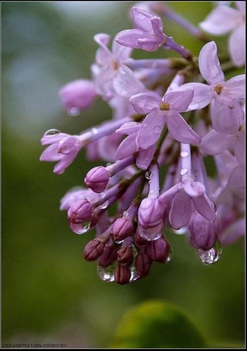 雨丁香，雨丁香祛斑哪能买到！