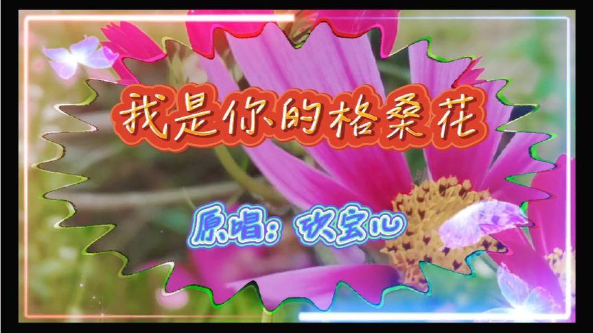 我是你的格桑花原唱，我是你的格桑花原唱欣宝儿！