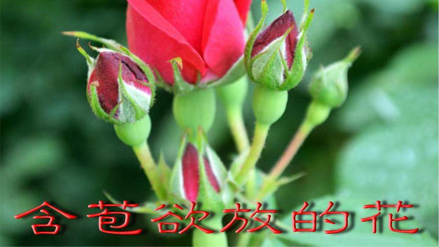 含苞欲放的花，含苞欲放的花歌曲原唱