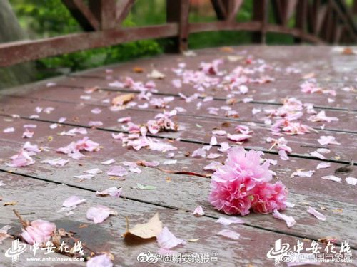 花瓣雨，花瓣雨是什么意思？