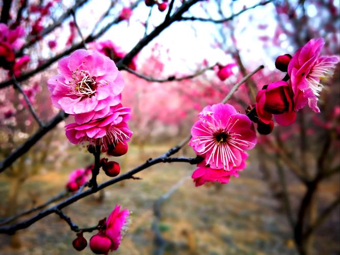 红梅花开，红梅花儿开！